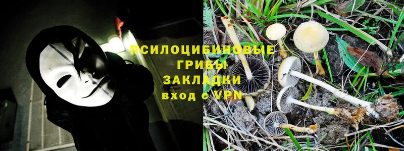 hydra ONION  Черногорск  Галлюциногенные грибы Psilocybe 